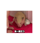 大きくなった玉乱（個別スタンプ：11）