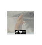 大きくなった玉乱（個別スタンプ：15）