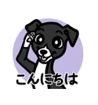【ブラック2】1年中使える♡パピーイタグレ（個別スタンプ：2）