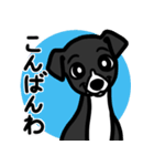 【ブラック2】1年中使える♡パピーイタグレ（個別スタンプ：3）