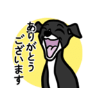 【ブラック2】1年中使える♡パピーイタグレ（個別スタンプ：5）