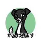 【ブラック2】1年中使える♡パピーイタグレ（個別スタンプ：11）
