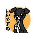 【ブラック2】1年中使える♡パピーイタグレ（個別スタンプ：13）