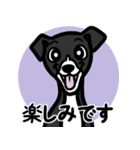 【ブラック2】1年中使える♡パピーイタグレ（個別スタンプ：16）