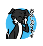 【ブラック2】1年中使える♡パピーイタグレ（個別スタンプ：17）