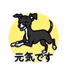 【ブラック2】1年中使える♡パピーイタグレ（個別スタンプ：19）