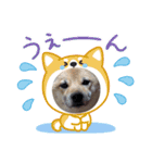 はなのスタンプ① 普段用（個別スタンプ：16）