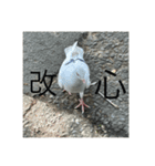 写真の鳩5（個別スタンプ：2）