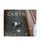 写真の鳩5（個別スタンプ：6）