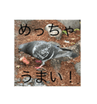 写真の鳩5（個別スタンプ：7）