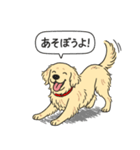 ゴールデンレトリバー (クリーム)（個別スタンプ：1）