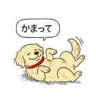 ゴールデンレトリバー (クリーム)（個別スタンプ：3）