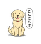ゴールデンレトリバー (クリーム)（個別スタンプ：5）