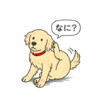 ゴールデンレトリバー (クリーム)（個別スタンプ：9）