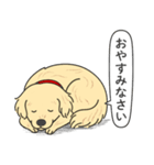 ゴールデンレトリバー (クリーム)（個別スタンプ：10）