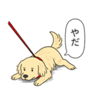 ゴールデンレトリバー (クリーム)（個別スタンプ：11）