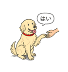 ゴールデンレトリバー (クリーム)（個別スタンプ：12）