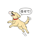 ゴールデンレトリバー (クリーム)（個別スタンプ：13）