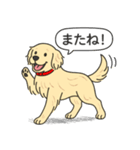 ゴールデンレトリバー (クリーム)（個別スタンプ：15）