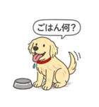 ゴールデンレトリバー (クリーム)（個別スタンプ：16）