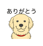 ゴールデンレトリバー (クリーム)（個別スタンプ：21）
