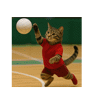 猫たちがスポーツに挑戦（個別スタンプ：10）