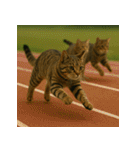 猫たちがスポーツに挑戦（個別スタンプ：13）