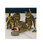 猫たちがスポーツに挑戦（個別スタンプ：29）