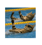 猫たちがスポーツに挑戦（個別スタンプ：34）
