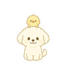 トイプードルのプチくんとひよこくん（個別スタンプ：1）