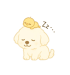 トイプードルのプチくんとひよこくん（個別スタンプ：3）