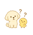 トイプードルのプチくんとひよこくん（個別スタンプ：13）