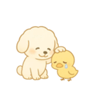 トイプードルのプチくんとひよこくん（個別スタンプ：16）