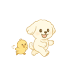 トイプードルのプチくんとひよこくん（個別スタンプ：24）
