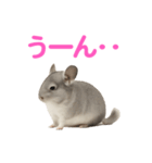 チンチラ無双（個別スタンプ：2）