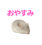 チンチラ無双（個別スタンプ：4）