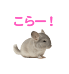 チンチラ無双（個別スタンプ：5）