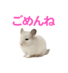 チンチラ無双（個別スタンプ：6）