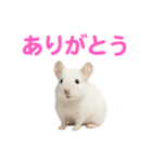 チンチラ無双（個別スタンプ：7）