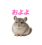 チンチラ無双（個別スタンプ：8）