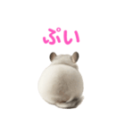 チンチラ無双（個別スタンプ：11）