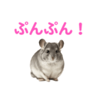 チンチラ無双（個別スタンプ：12）