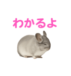 チンチラ無双（個別スタンプ：14）