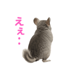 チンチラ無双（個別スタンプ：15）