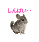 チンチラ無双（個別スタンプ：17）