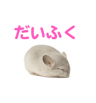 チンチラ無双（個別スタンプ：18）