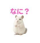 チンチラ無双（個別スタンプ：19）