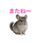 チンチラ無双（個別スタンプ：23）