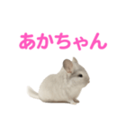 チンチラ無双（個別スタンプ：25）