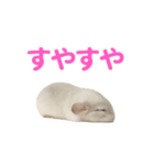チンチラ無双（個別スタンプ：26）